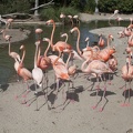 316-5443 San Diego Zoo - Flamingos